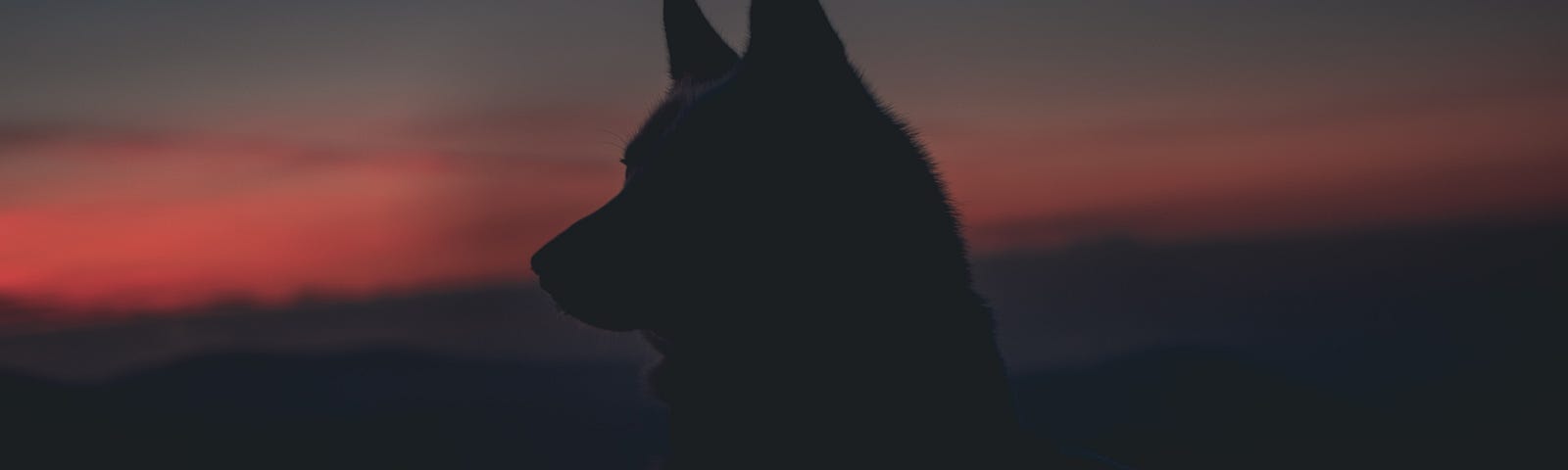 A wolf lurking at dusk.