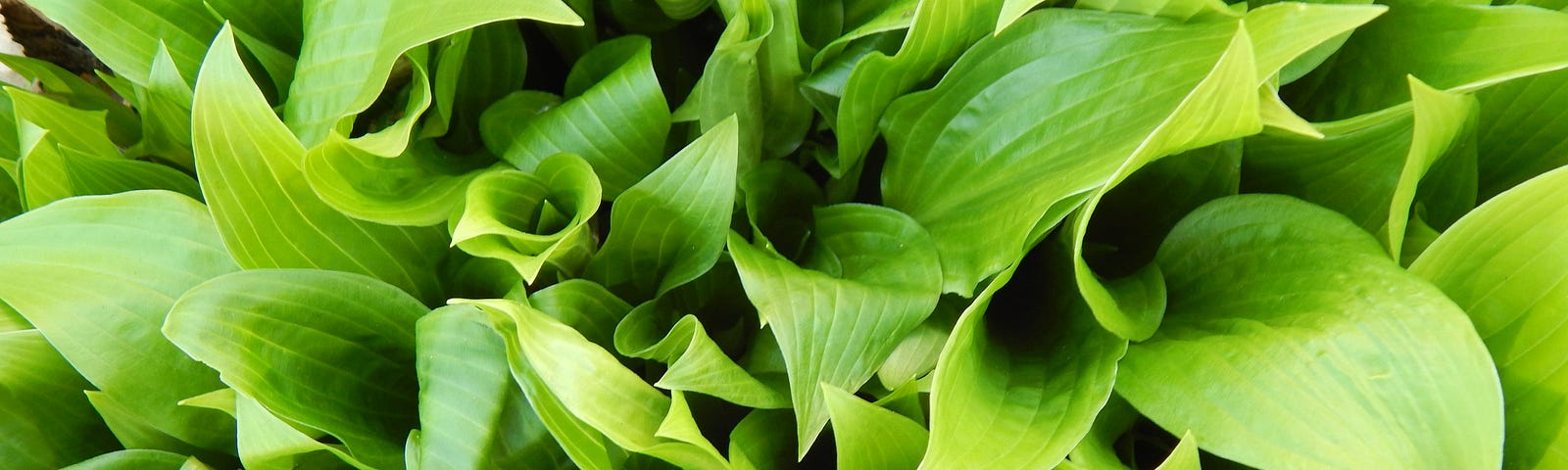 leaves of a hosta plant