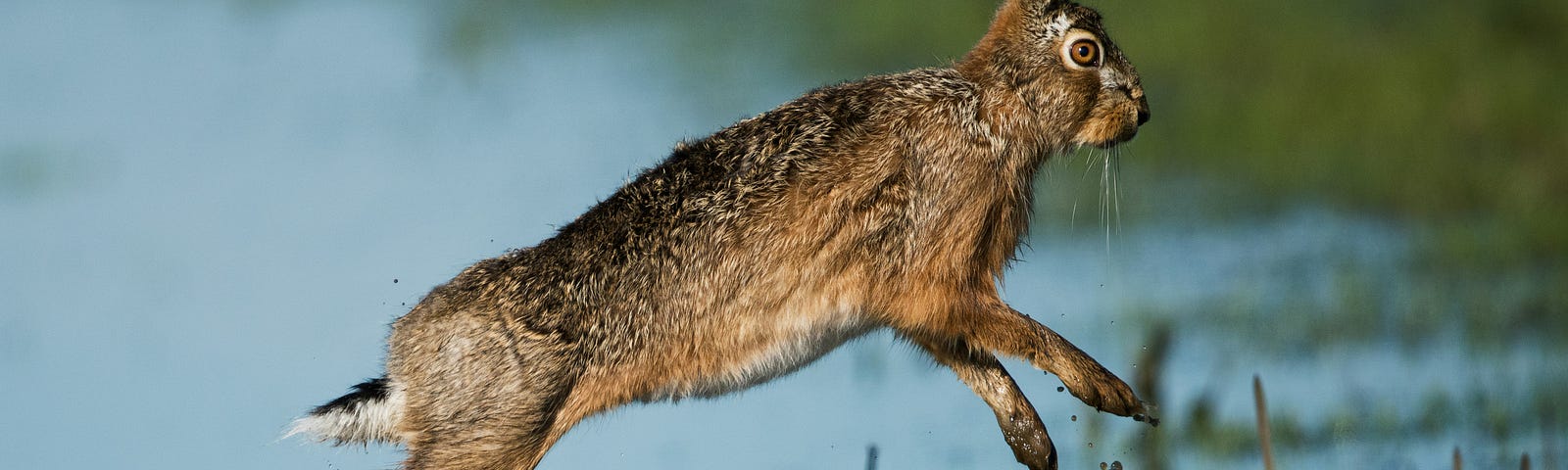 A hare leaping through marshland.