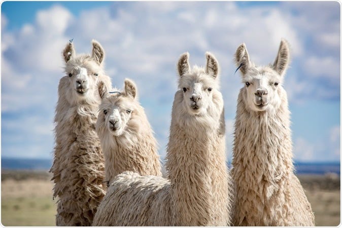 Llama 4