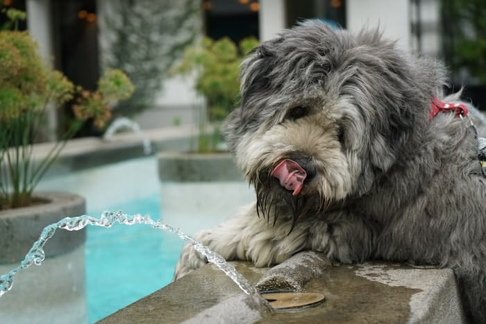 Large gray wooly dog watching water spout from a concrete fountain and licking its lips.