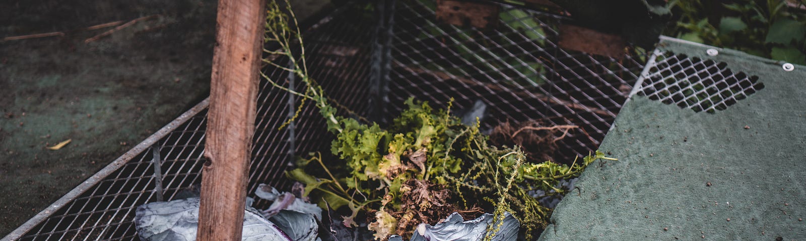 compost bin topped by purple cabbage leaves