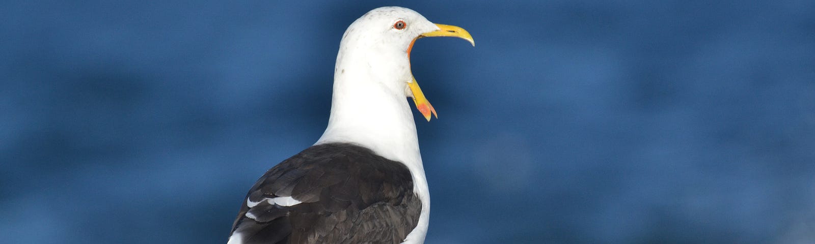 Seagull standing on shore with beak wide open