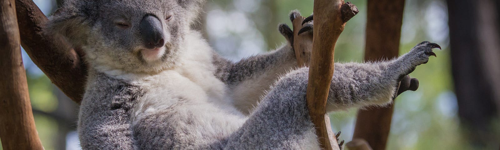 koala bear sleeping in a tree