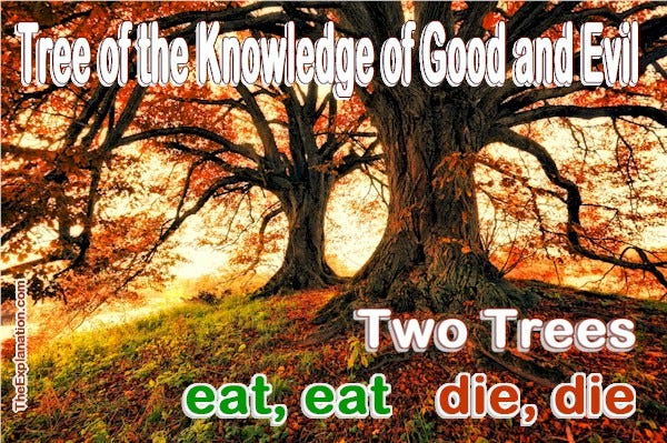 The Tree of the Knowledge of Good and Evil. Enigmatic, how can good lead to death? Let’s understand.