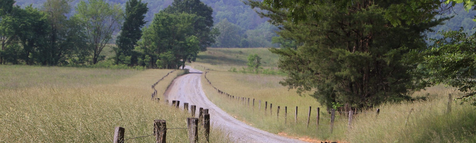 Black bear walking down Hyatt Lane Great Smoky Mountains National Park