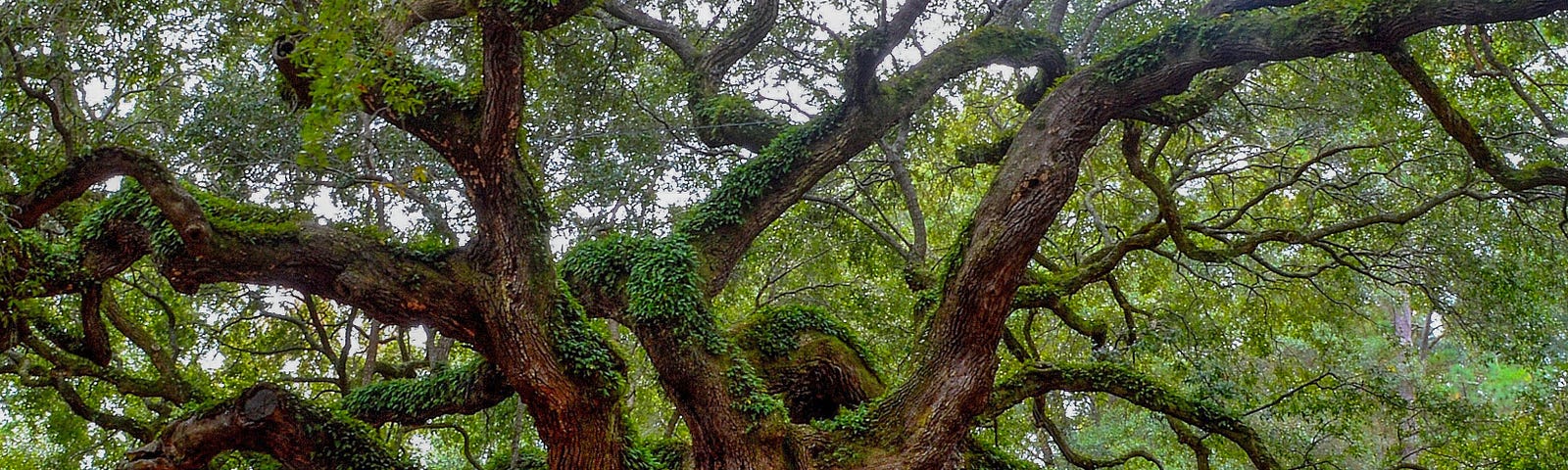 A huge oak tree