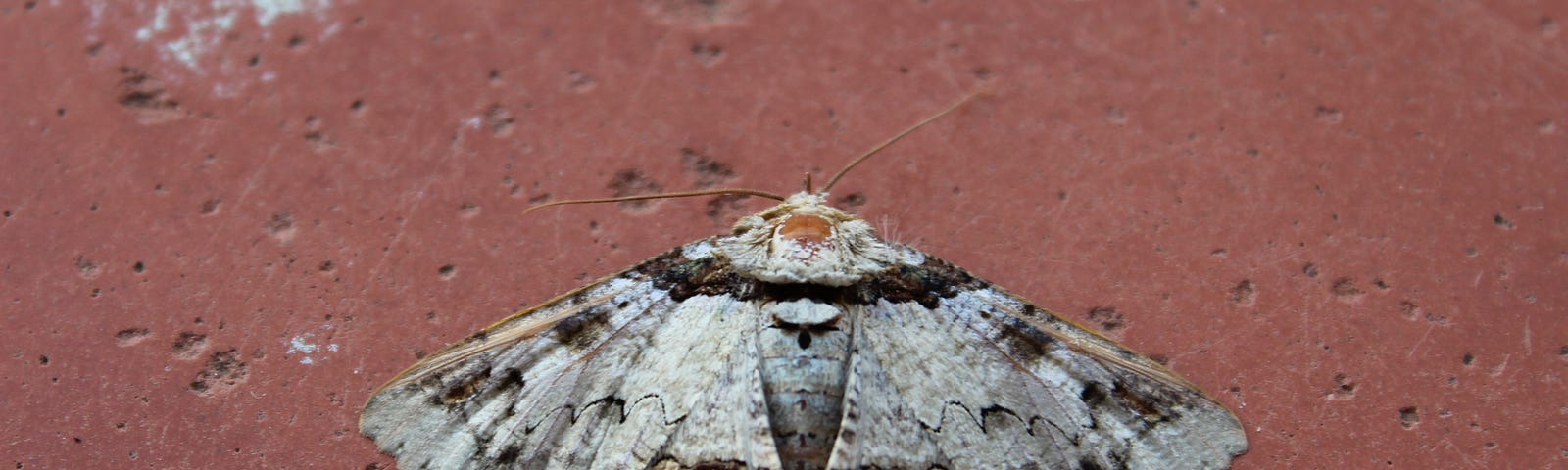 Photo of a white and beige moth with brown and black markings, positioned on a red concrete surface. The concrete is naturally pitted and indented, and has two white spots on the surface. The moth’s wings are spread widely, in a resting position.