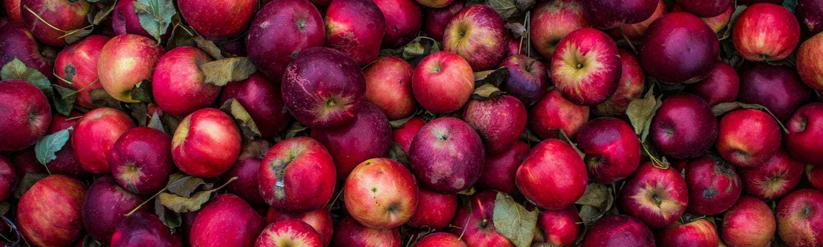 A mass of red apples and their leaves