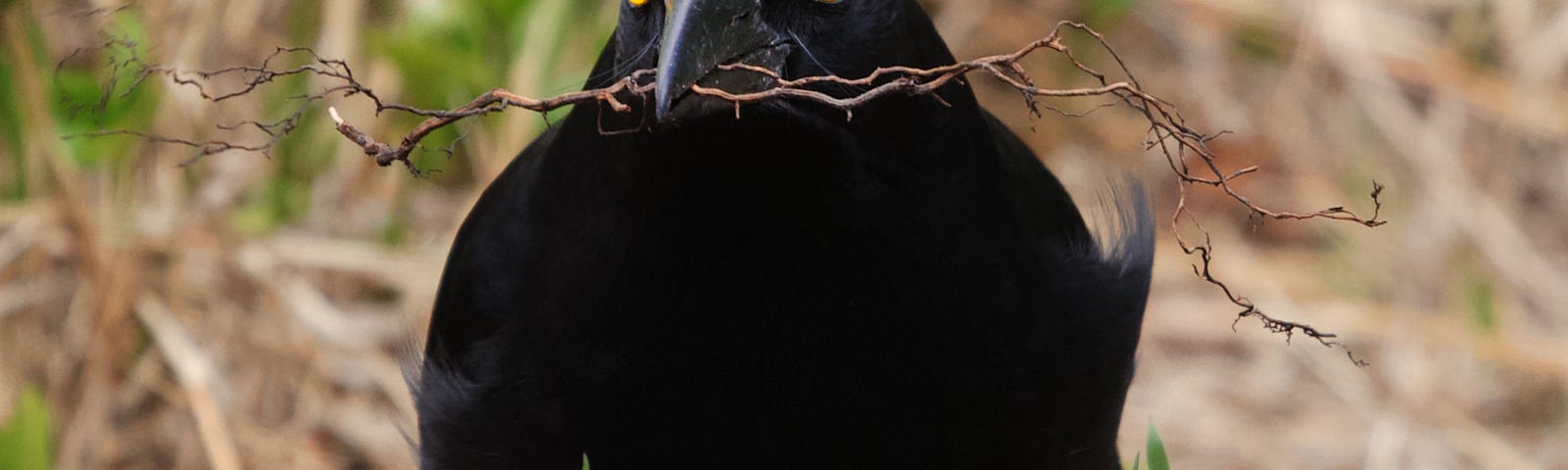 A currawong carrying some twigs in it’s beak. (For those who don’t know… A currawong is similar to a raven, except with bright yellow eyes, and a white tip on it’s wings and tail.