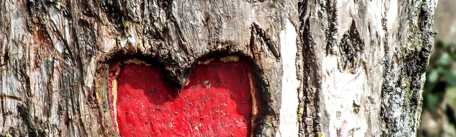 Heart carved deep into a tree, and painted red.