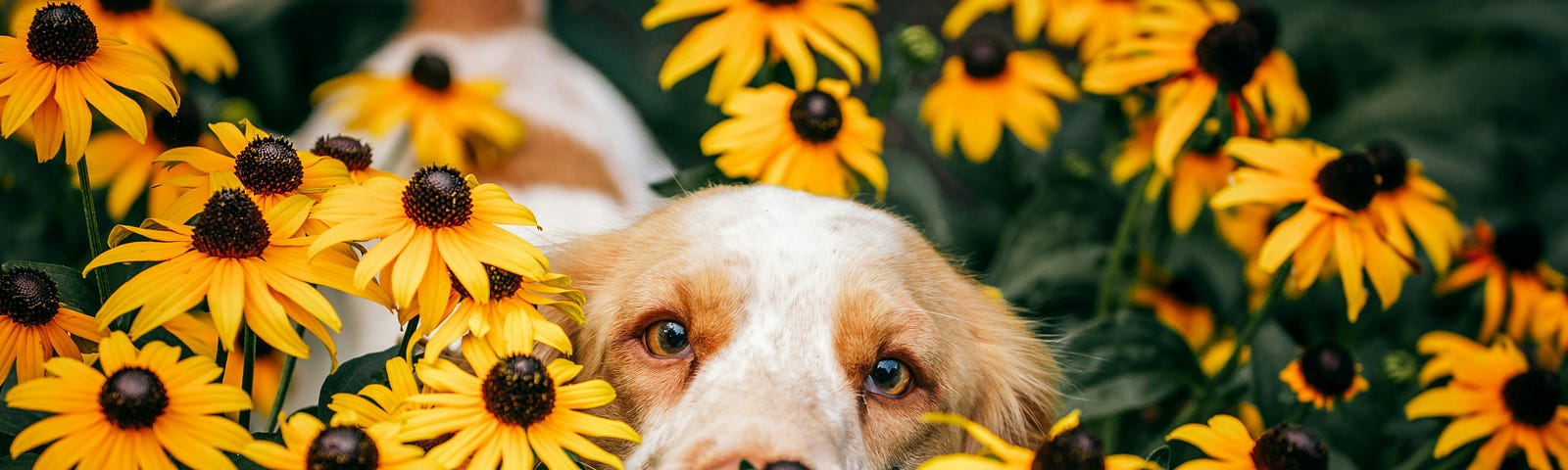 A beautiful dog pokes her head out of a host of flowers