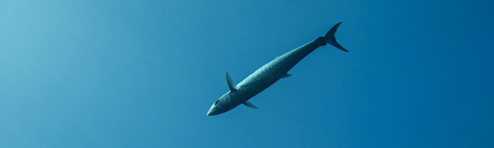 Photo of mackerel swimming in the ocean.