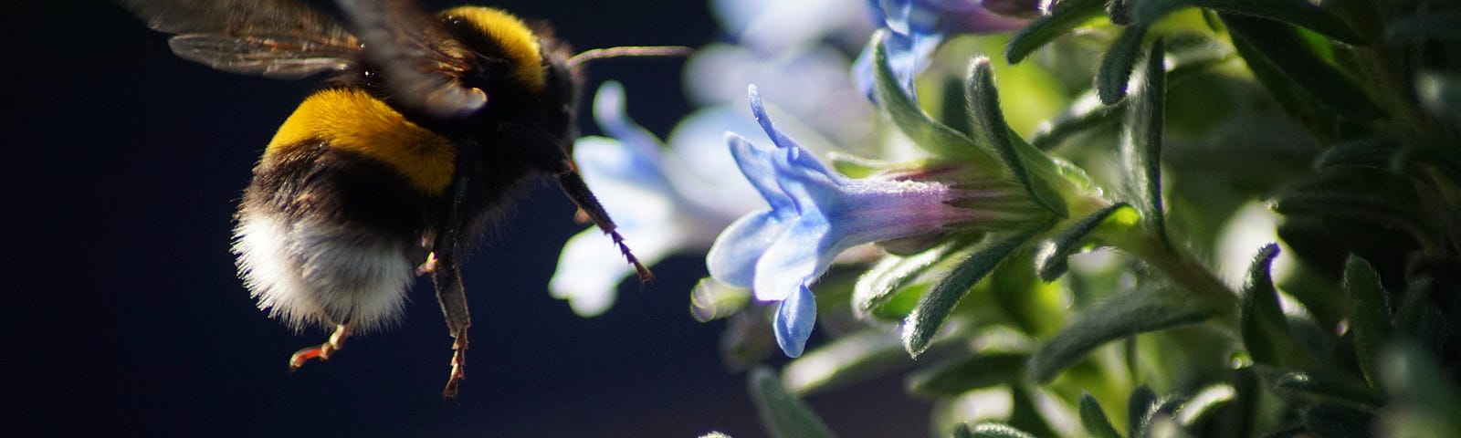 a bumblebee pollinating a flower