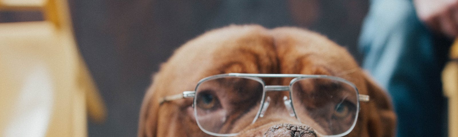 photo of an old dog wearing glasses