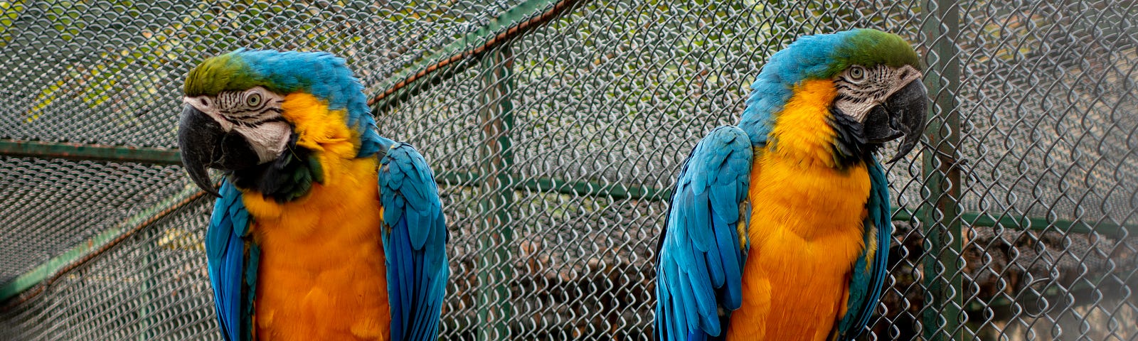 Two colorful parrots facing away from each other