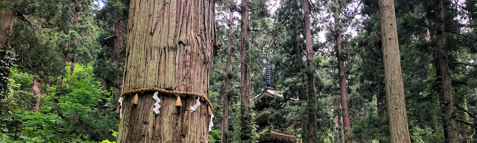 Haguro-san’s grandfather cedar with ceremonial straw rope and white tassles in the foreground. Then, the National Treasure Five Story Pagoda blends into the forest in the background.