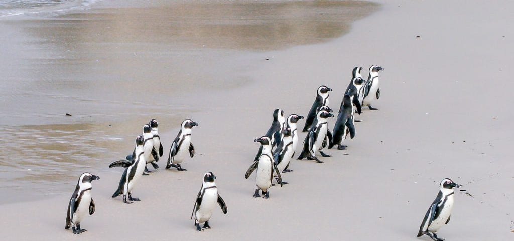 penguin-1719608_1280