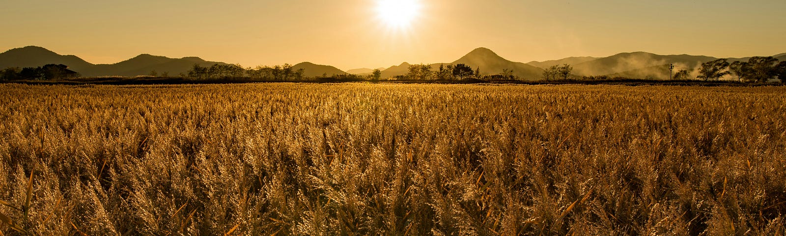 A gorgeous low sun shining strong over a wheat field with mountains in the background.