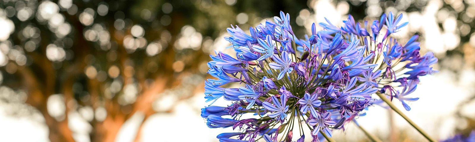 Agapanthus flower