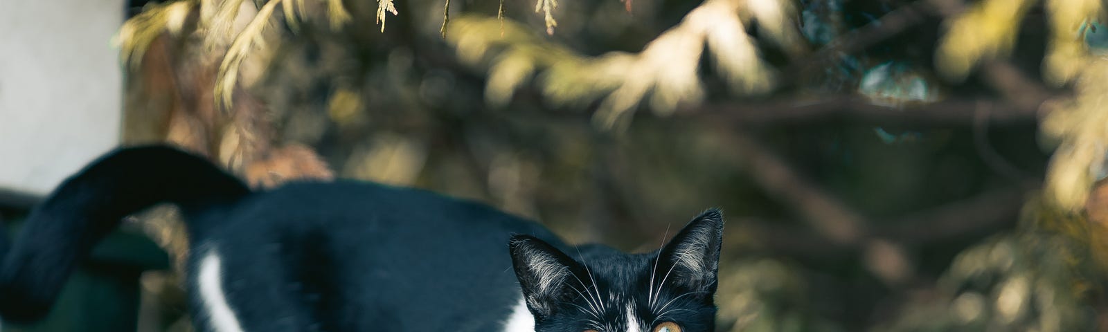 Black and white kitten sitting on a green fence