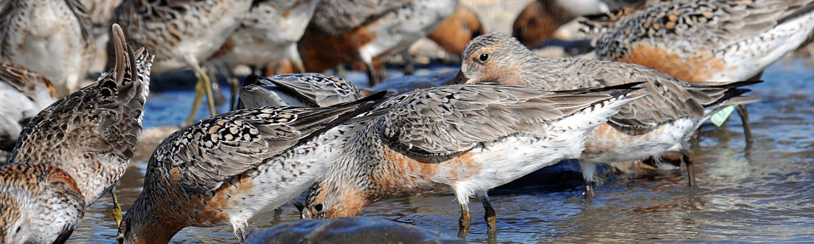 Red knots and horseshoe crabs