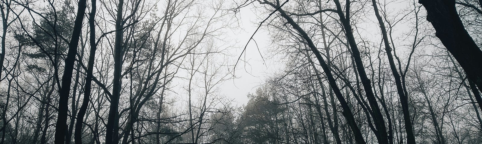 black and white photo of a barren forest from a ground-level view