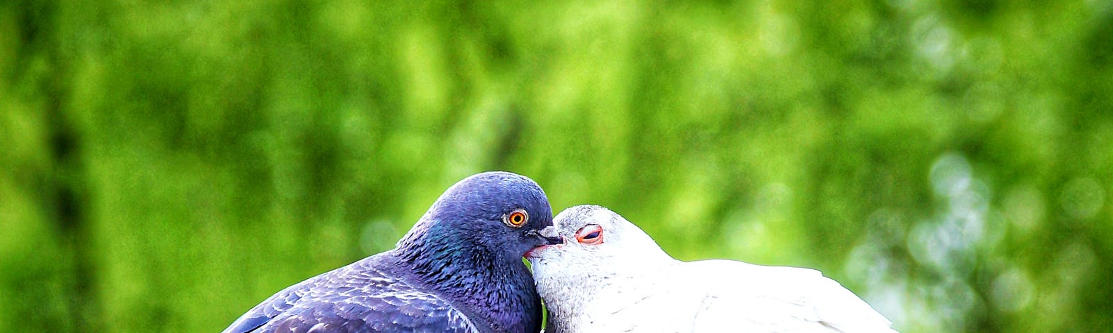 Two pigeons seen with their beaks in each other’s mouth