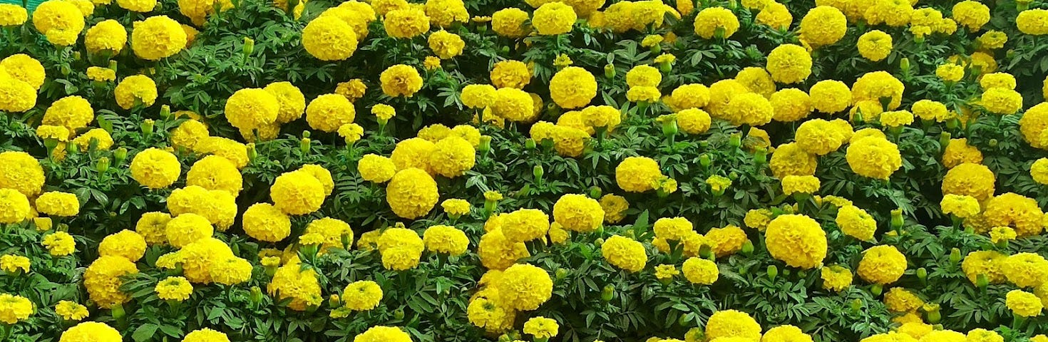 Lalbagh Botanical Gardens Flower Show Vidya Sury ©