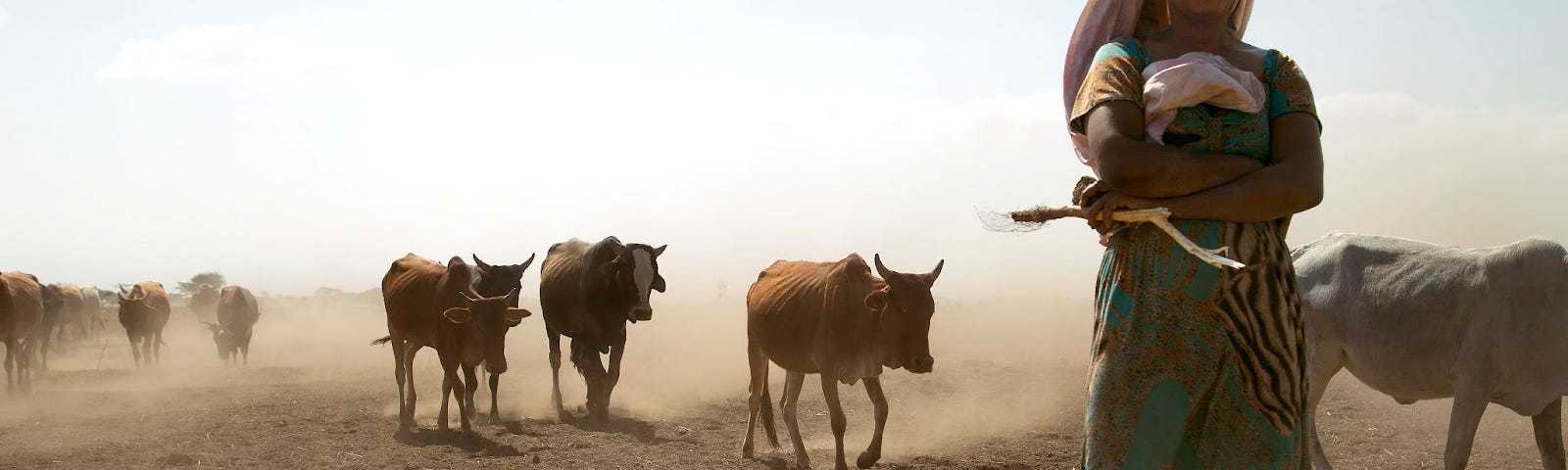 A woman walks alongside several cows that are producing a trail of dust in their wake.