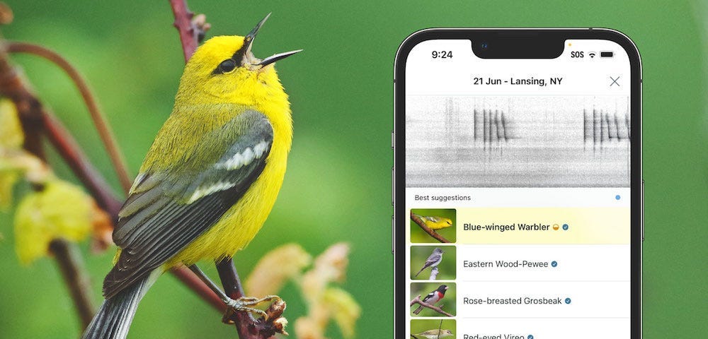 Photo of a bird and the Merlin Bird ID app