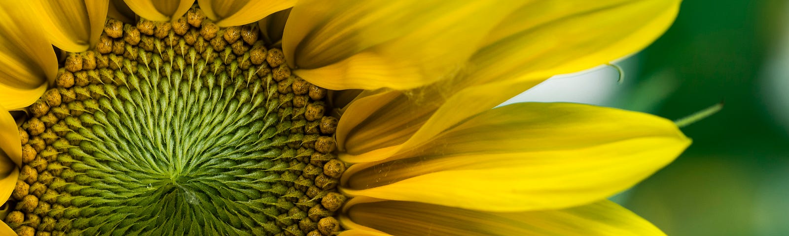 Close-up of the centre and right-hand side of a sunflower. Green centre. Yellow petals.