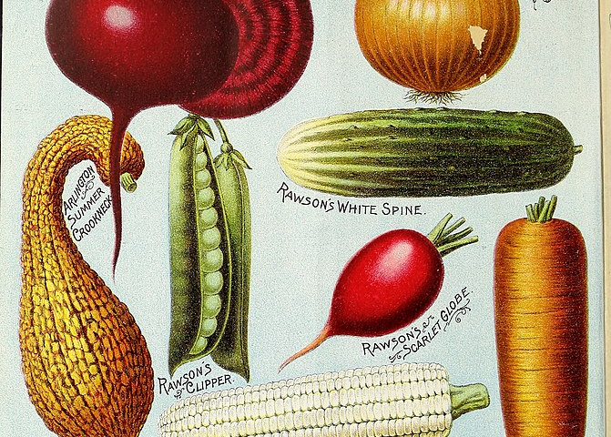 A colorful advertisement of ARLINGTON VEGETABLES for Rawson’s Vegetable and Flower Seeds. Crosby’s Egyptian beets, Danver’s yellow globe onion, Arlington summer crookneck squash, Rawson Clipper peas, Rawson’s White Spine cucumber, Rawson’s Scarlet globe radish, Danver’s Improved carrot, Crosby’s Extra Early corn on the cob, Rawson’s Seafoam cauliflower, and Black Seed Tennis Ball cabbage.