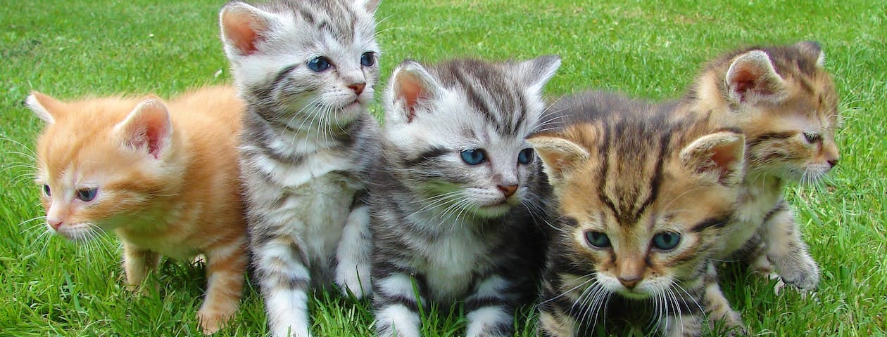 Five kittens, various assorted colors.
