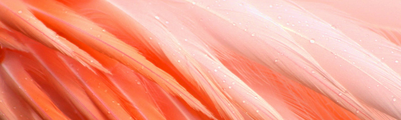 Pink feathers with beads of water