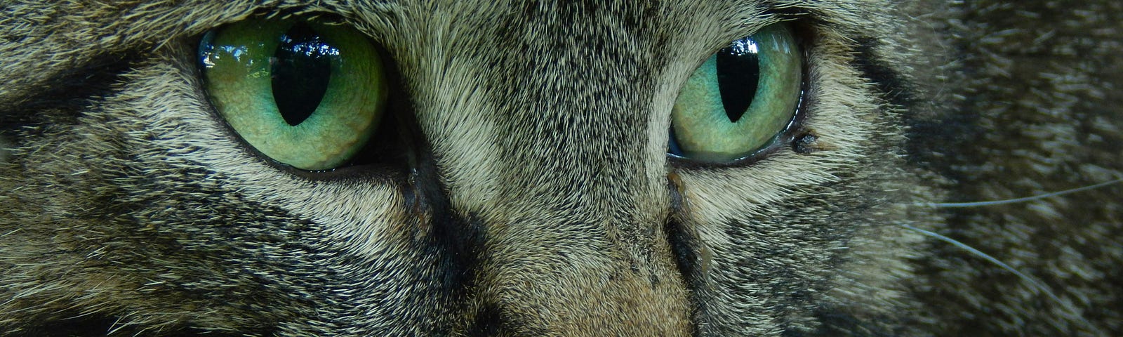 Close up of a green eyed cat