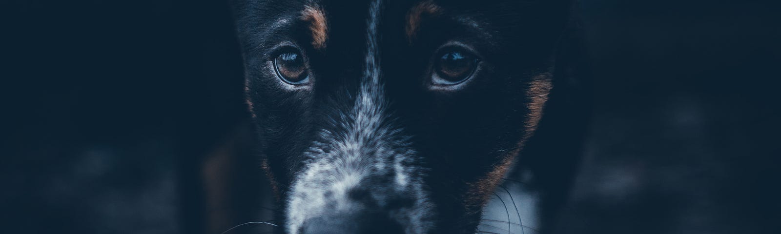 A large black dog who looks scared and hungry