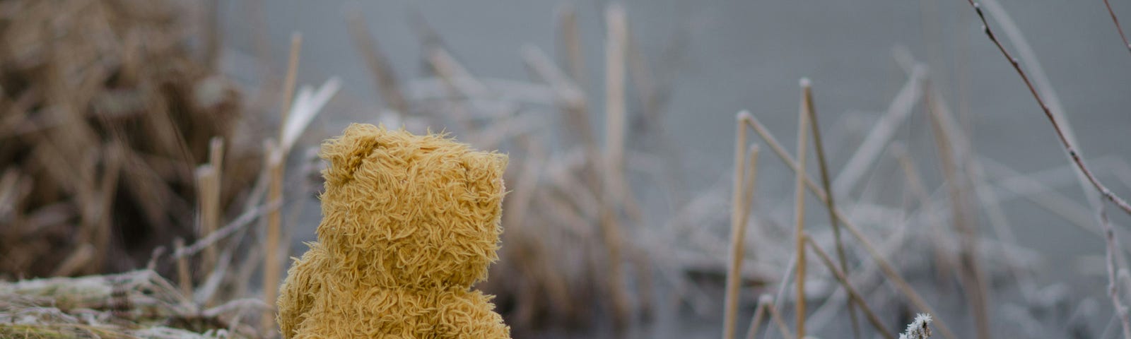 A fluffy, light-brown teddy bear sitting at the shore of a lake. It is surrounded by flat pale green and brown grass, covered by a thin layer of frost.