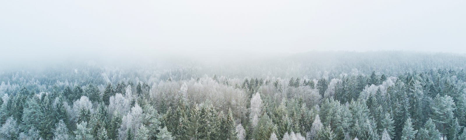 Pine tree forest from above, covered in snow.