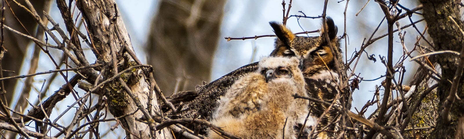 Adult great horned owl with two owlets (one hidden to the right and below the other).