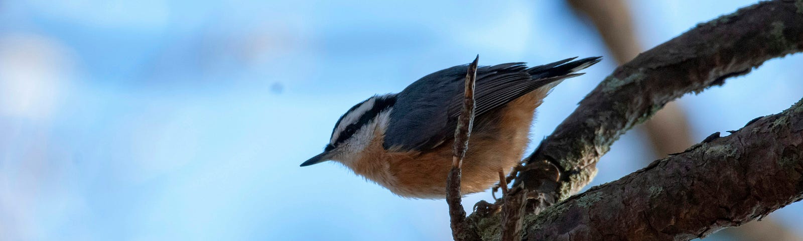 A small bird on a branch, black streak of weathers under its looking like a WWI flying Ace. Gray feathers across back and wings with a white fluffy belly. Its small, maybe a chickadee, perched on a branch at eye level.