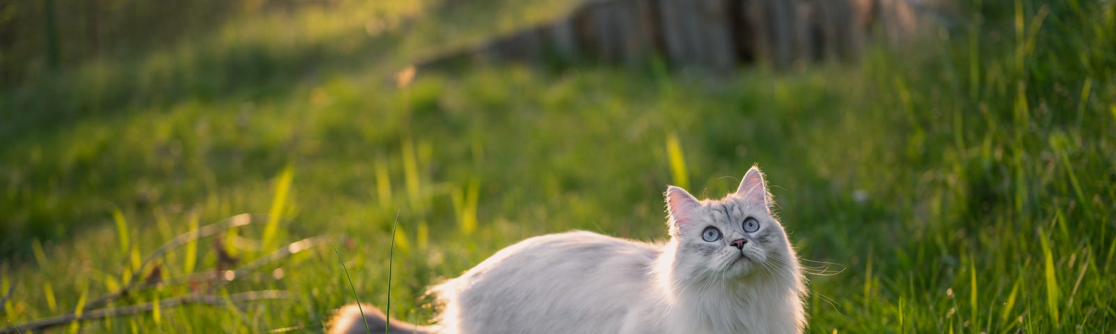 Flufdfy white cat in a grass meadow
