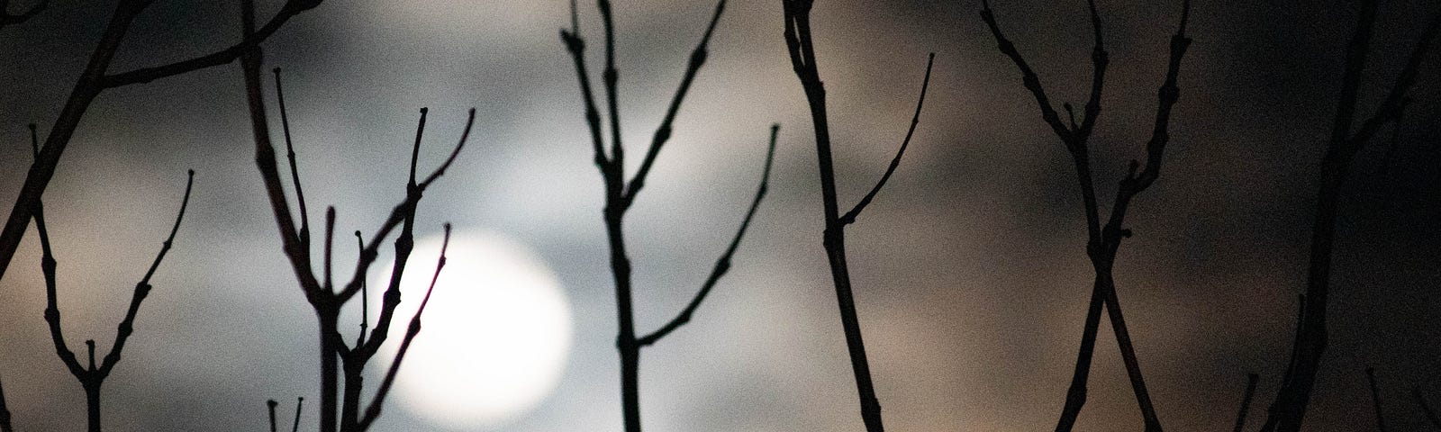 A spooky photo of the moon as seen between some tree branches