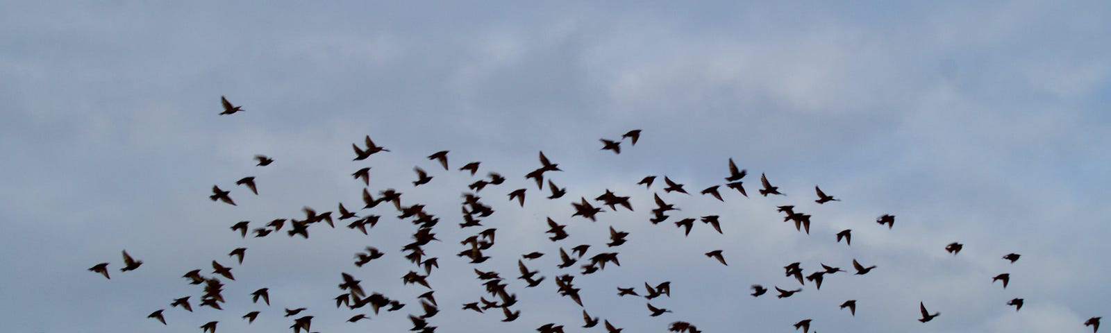 a flock of small birds flying together