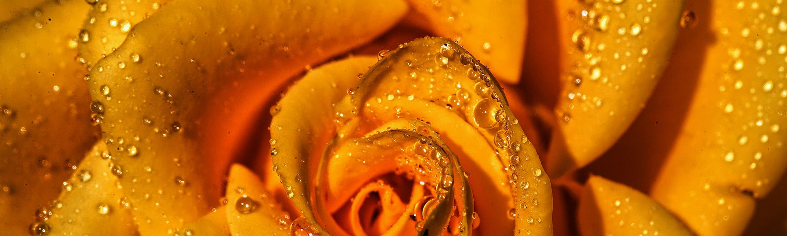 Close-up photo of a yellow rose, covered in water droplets
