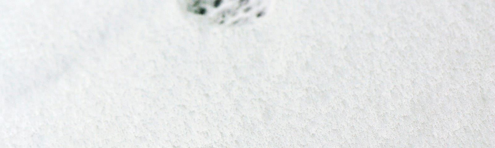 cat paw marks on snow