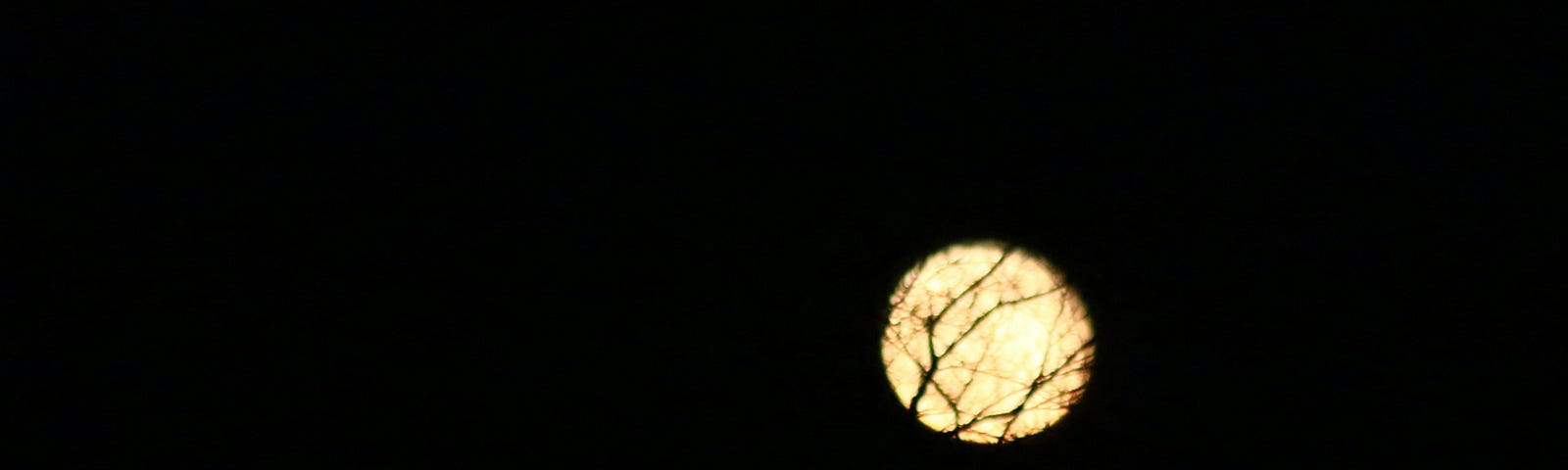 A glowing moon with shadows of a tree reflected