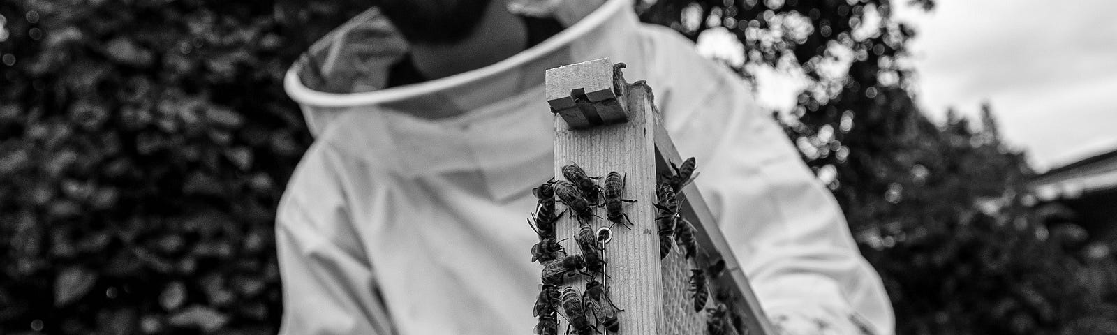 A beekeper handling honey bees