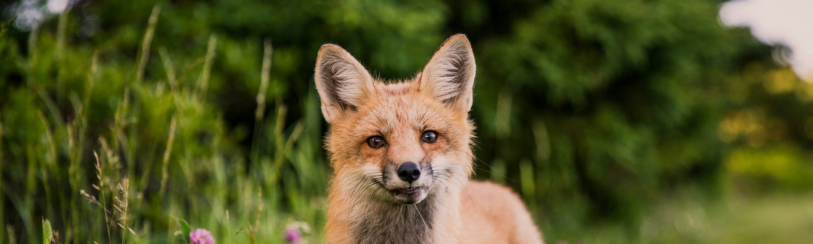 red fox in park