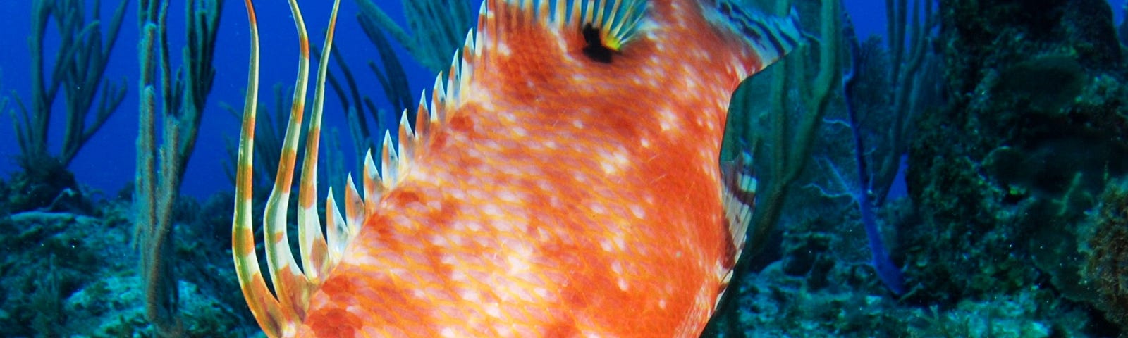 A picture of an orange hogfish on a reef